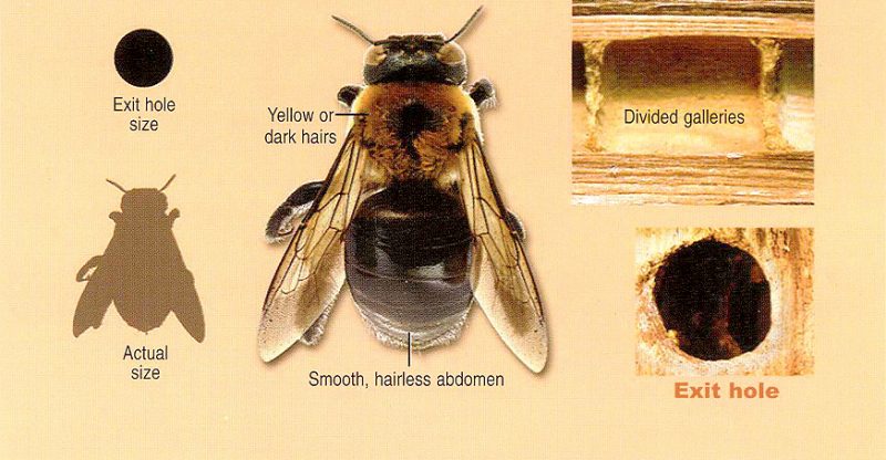 10 Home Remedies To Get Rid Of Carpenter Bees
