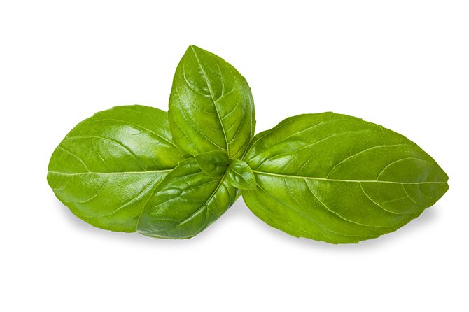 Basil leaves