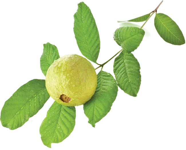 guava-leaves