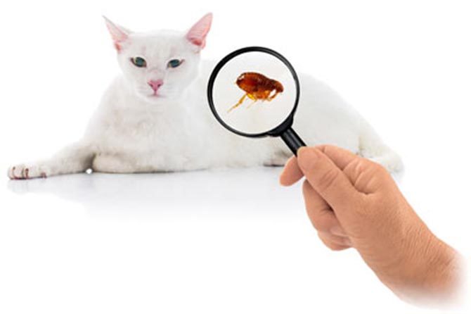 Effective Ways to Treat Cat Fleas Causes and Symptoms