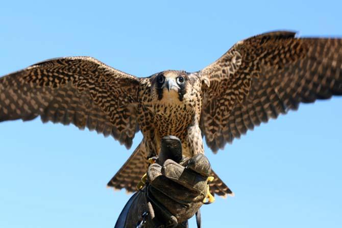 falcon or hawk