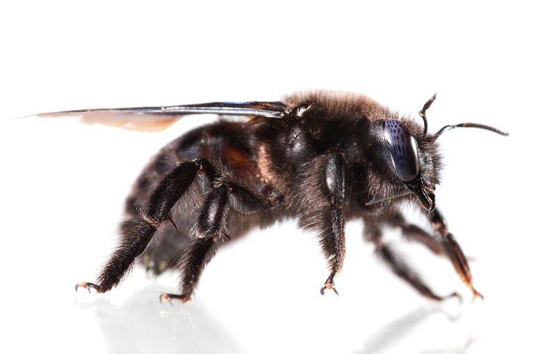 female carpenter bee