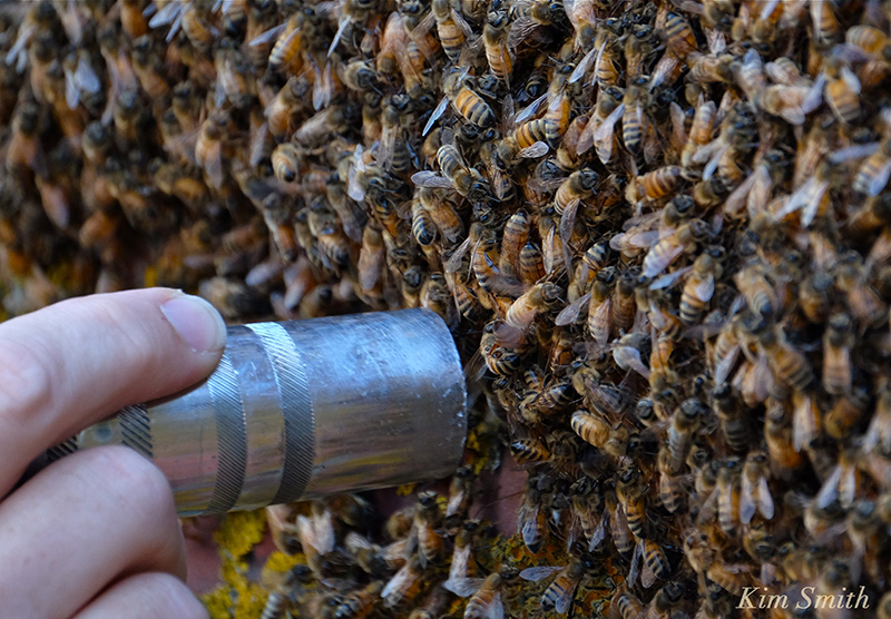 vacuuming bees